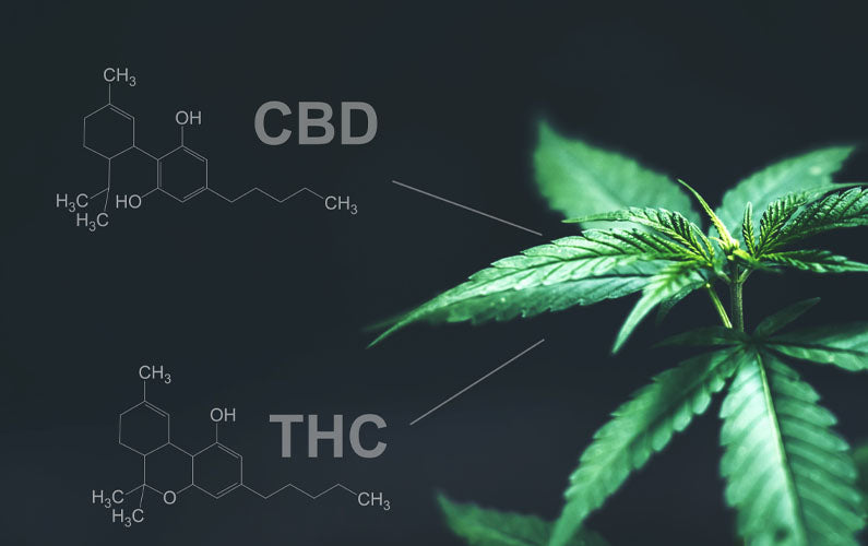 Broad Spectrum vs. Full Spectrum CBD: Understanding the Differences