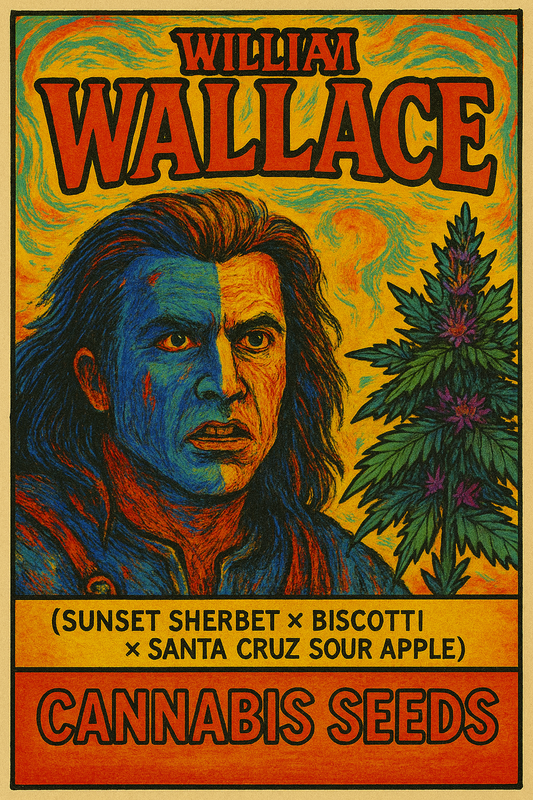 🛡️ William Wallace (Sunset Sherbet × Biscotti × Santa Cruz Sour Apple)